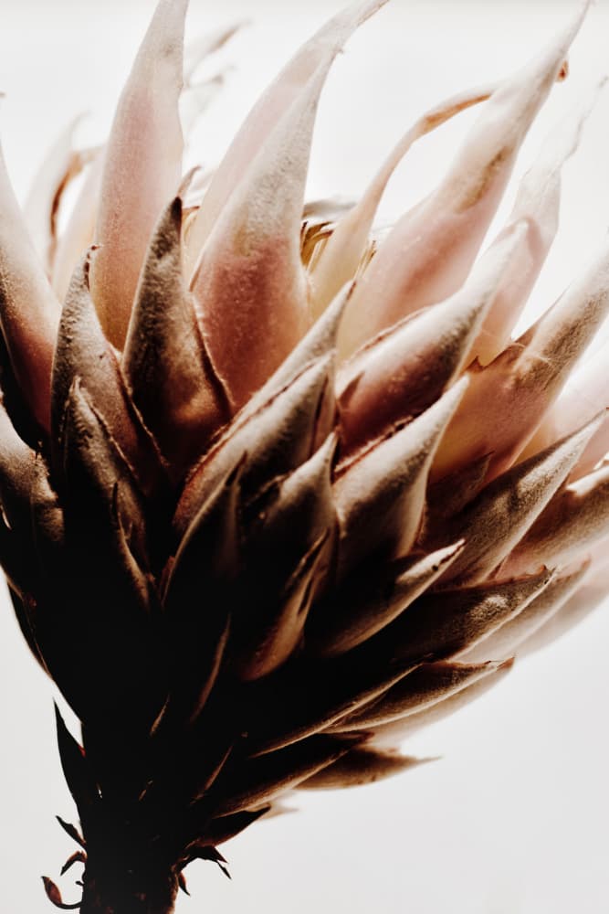 Muted Protea Bloom by Magda Izzard — canvas wall art