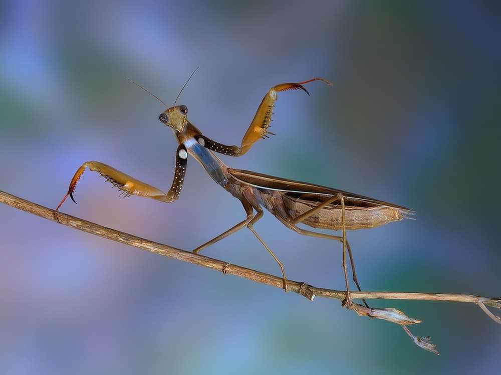 Vivid Praying Mantis by Jimmy Hoffman — canvas wall art