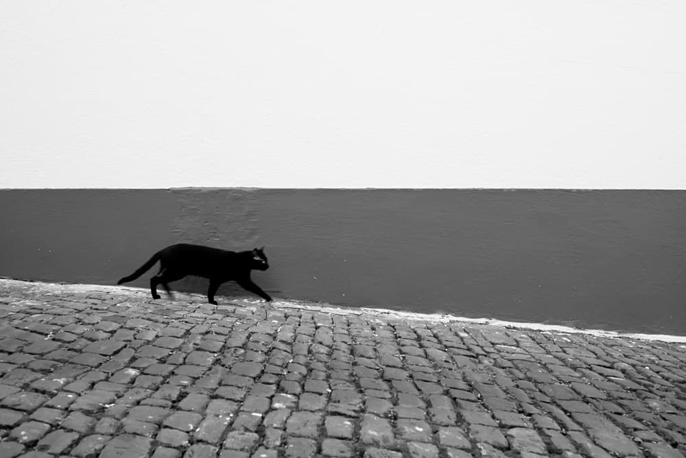 Black Cat Urban Walk by Rui Caria — canvas wall art