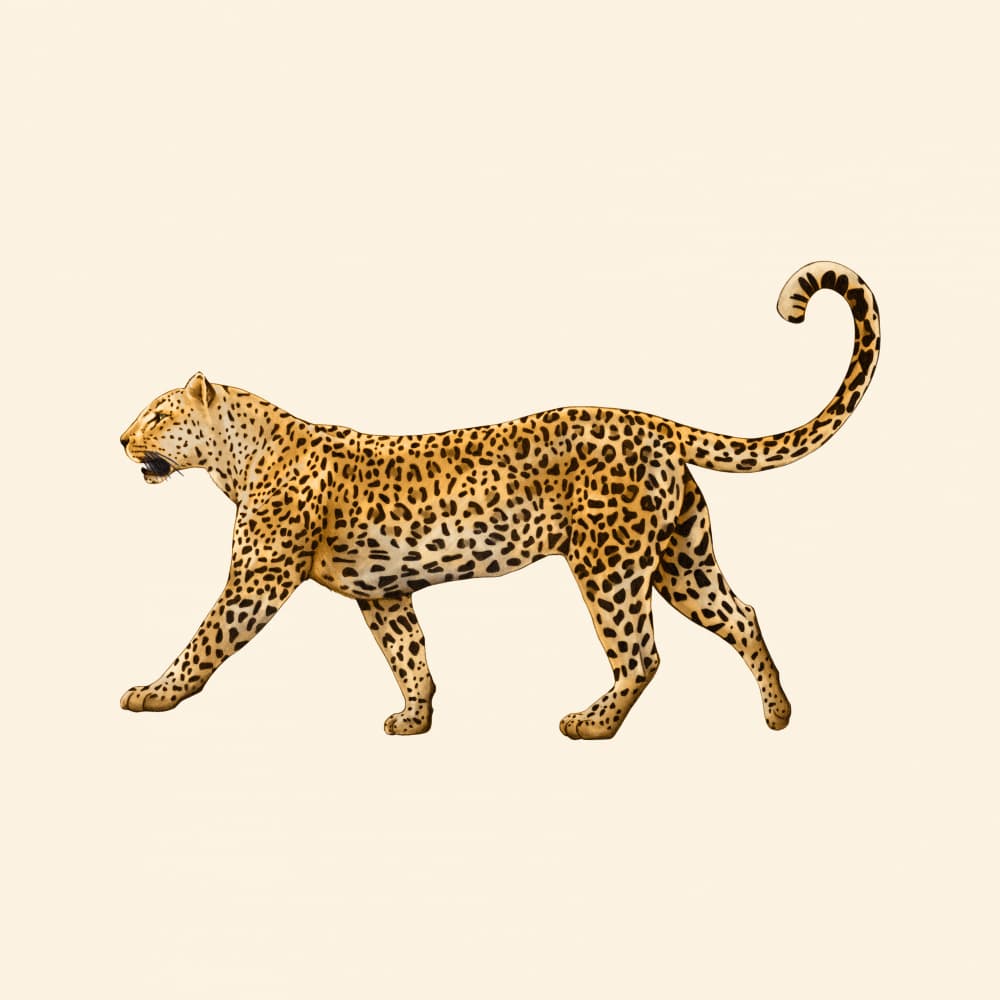 Majestic Walking Leopard by Giulia Borsi — canvas wall art