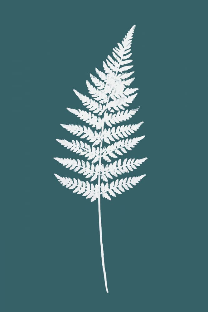 Elegant White Fern by cartissi — canvas wall art