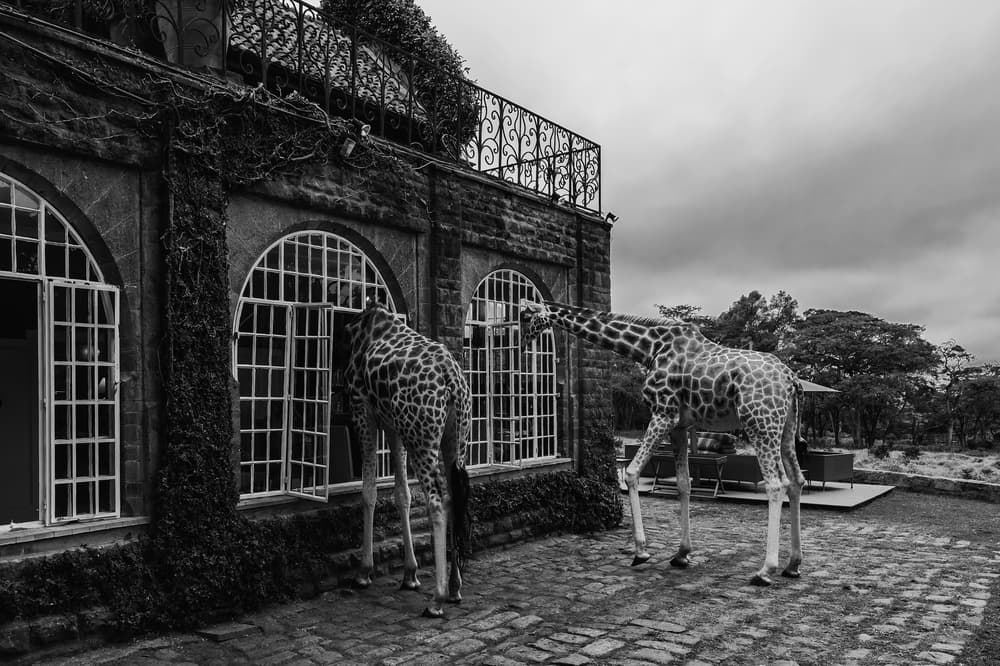 Giraffes at the Window by Jie Fischer — canvas wall art