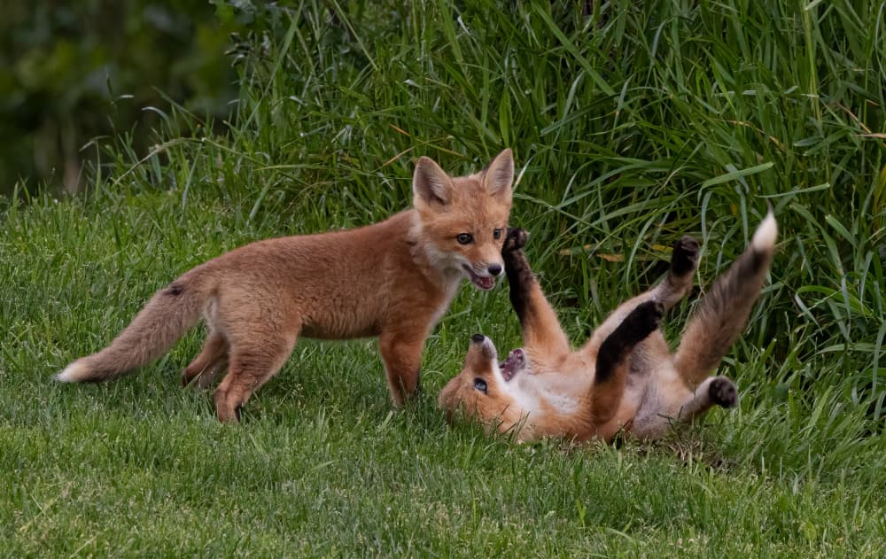 Playful Fox Kits by Johnson Huang — canvas wall art