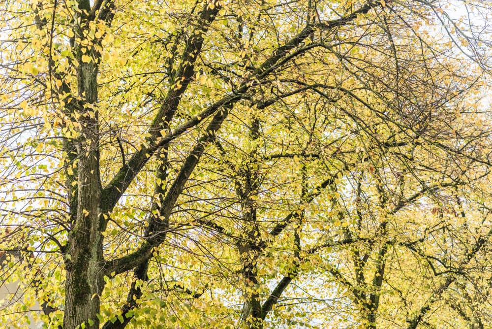 Golden Autumn Trees by Photolovers — canvas wall art