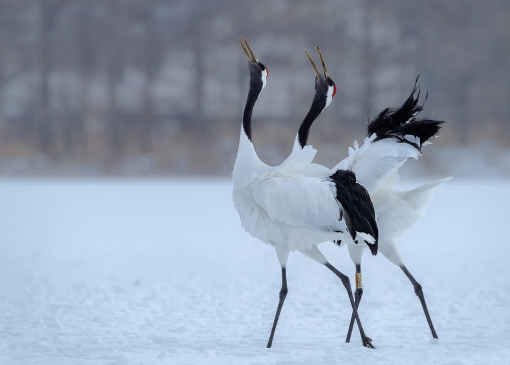 Dancing Red-Crowned Cranes by Jie Fischer — canvas wall art
