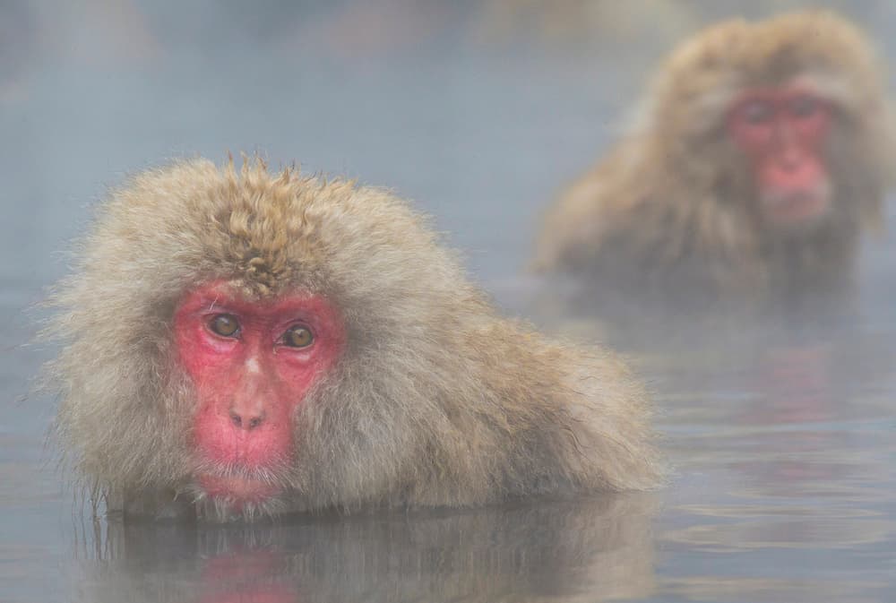 Snow Monkey Hot Spring by Angela Muliani Hartojo — canvas wall art