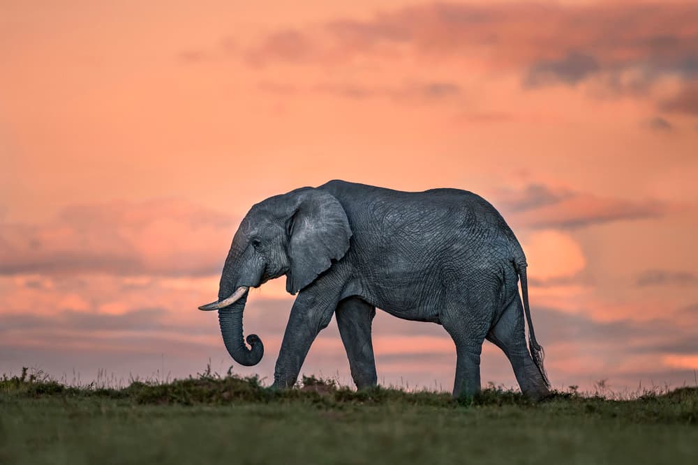 African Elephant Sunset by Xavier Ortega — canvas wall art