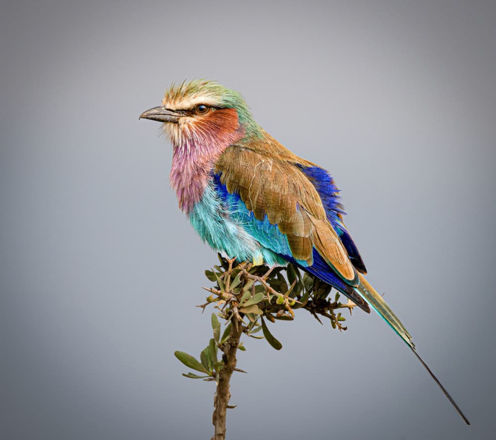 Lilac Breasted Roller by Hamza Qarooni — canvas wall art