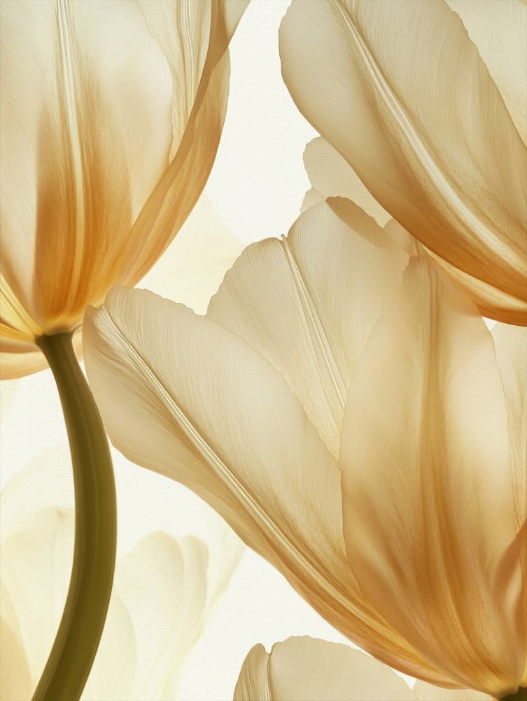 Glowing Tulip Petals by Bilge Paksoylu — canvas wall art