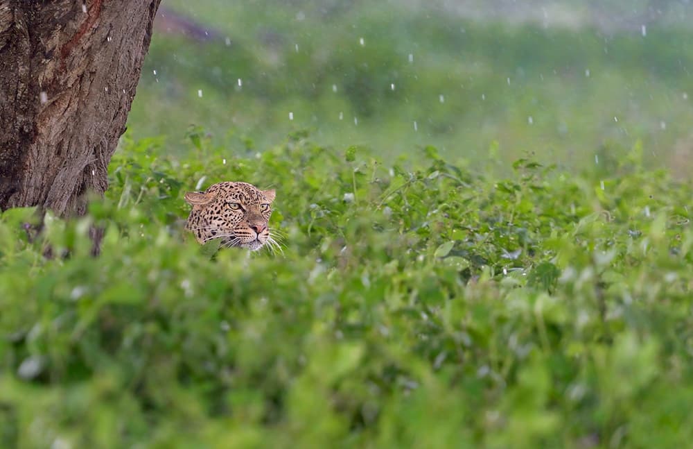 Watchful Leopard in Rain by Marco Pozzi — canvas wall art
