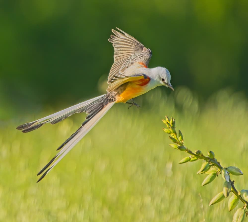 Graceful Flycatcher Flight by Alex Li — canvas wall art