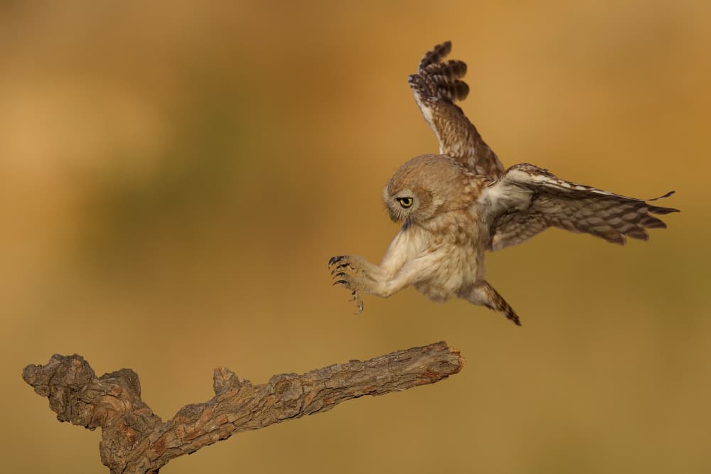 Owl In Mid-Air by David Manusevich — canvas wall art
