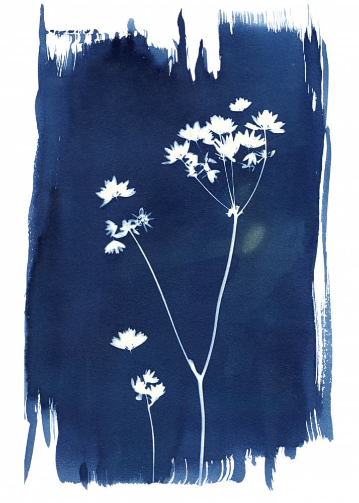 Indigo Wildflower Silhouettes by Chickweeds Studio — canvas wall art