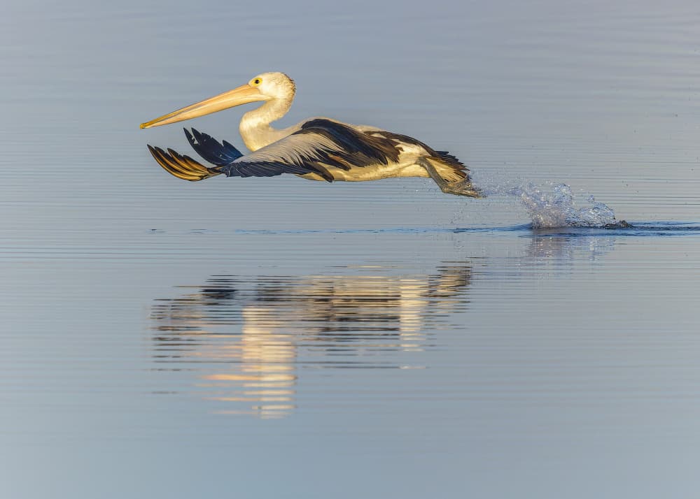 Pelican Takes Flight by Susan Moss — canvas wall art