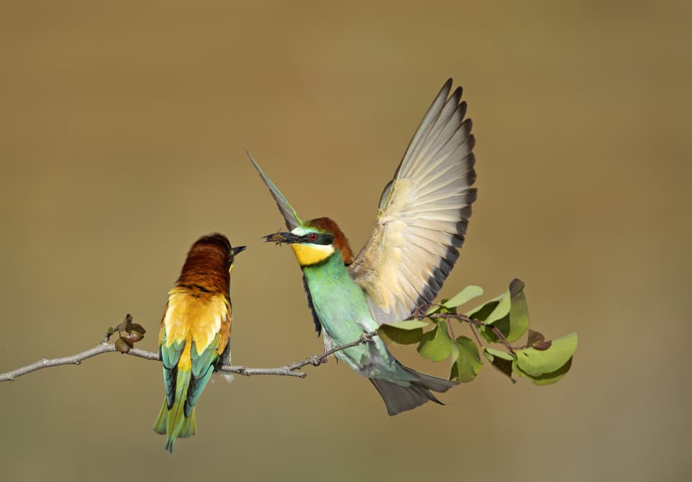 European Bee-eaters Feeding by Shlomo Waldmann — canvas wall art
