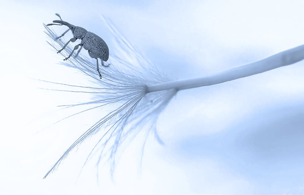 Weevil On Dandelion Seed by Thierry Dufour — canvas wall art