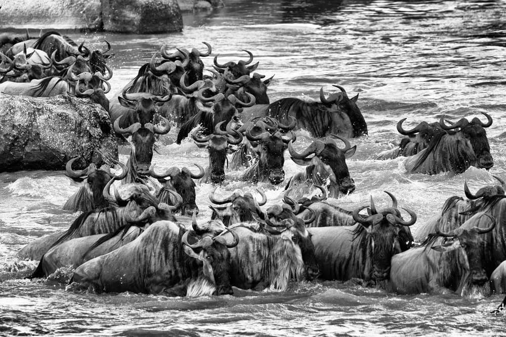 Great Migration Crossing by Mohammed Alnaser — canvas wall art