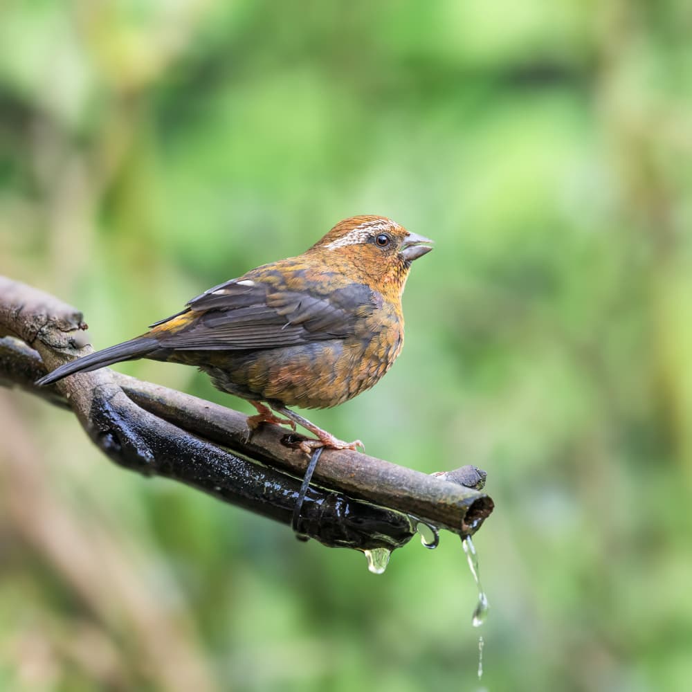 Brown Bird Drinking Water by Taksing (吉星高照) — canvas wall art