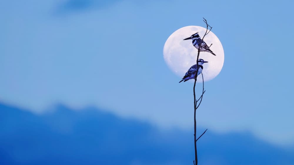 Moonlit Kingfisher Pair by David Manusevich — canvas wall art
