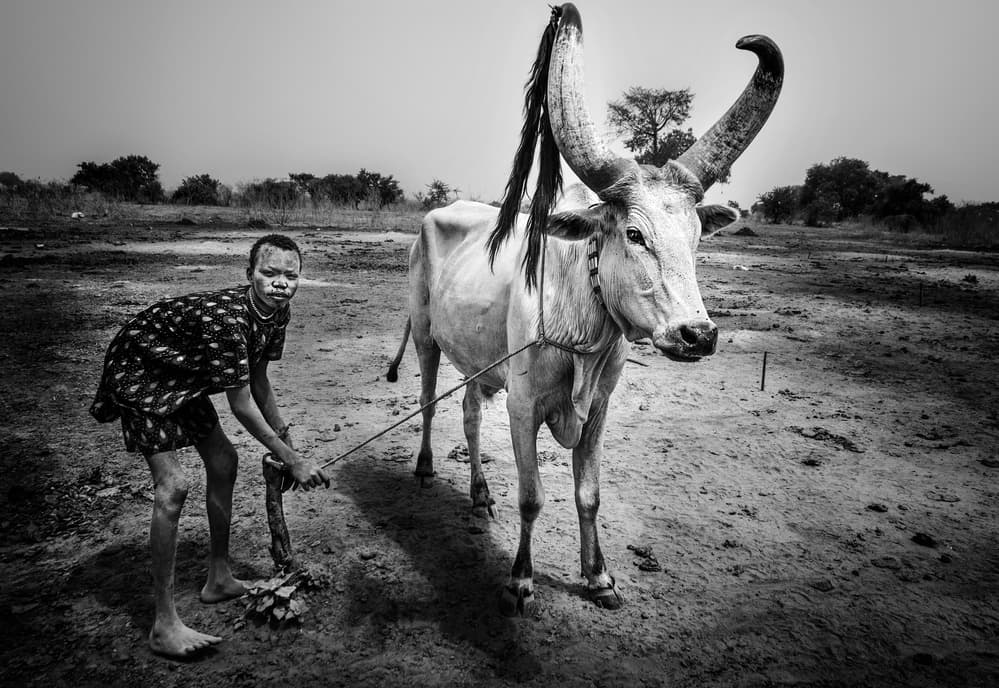 Dinka Boy and Bull by Joxe Inazio Kuesta Garmendia — canvas wall art