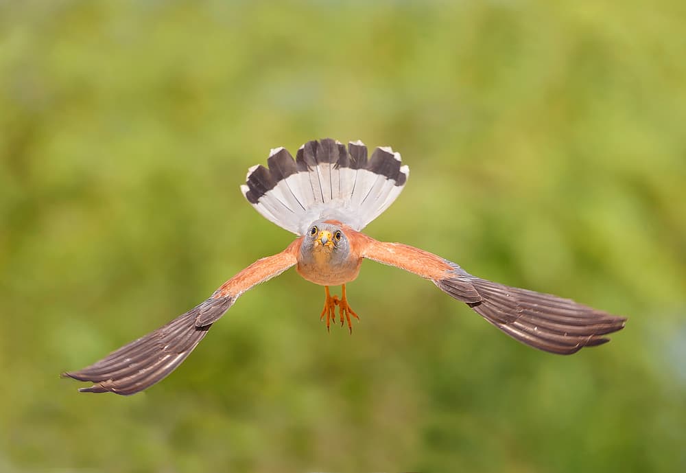 Dynamic Kestrel Flight by Shlomo Waldmann — canvas wall art