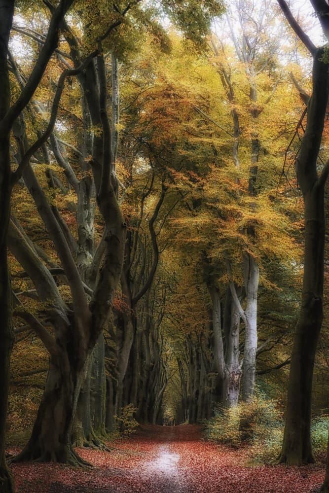 Golden Autumn Path by Hilda van der Lee — canvas wall art