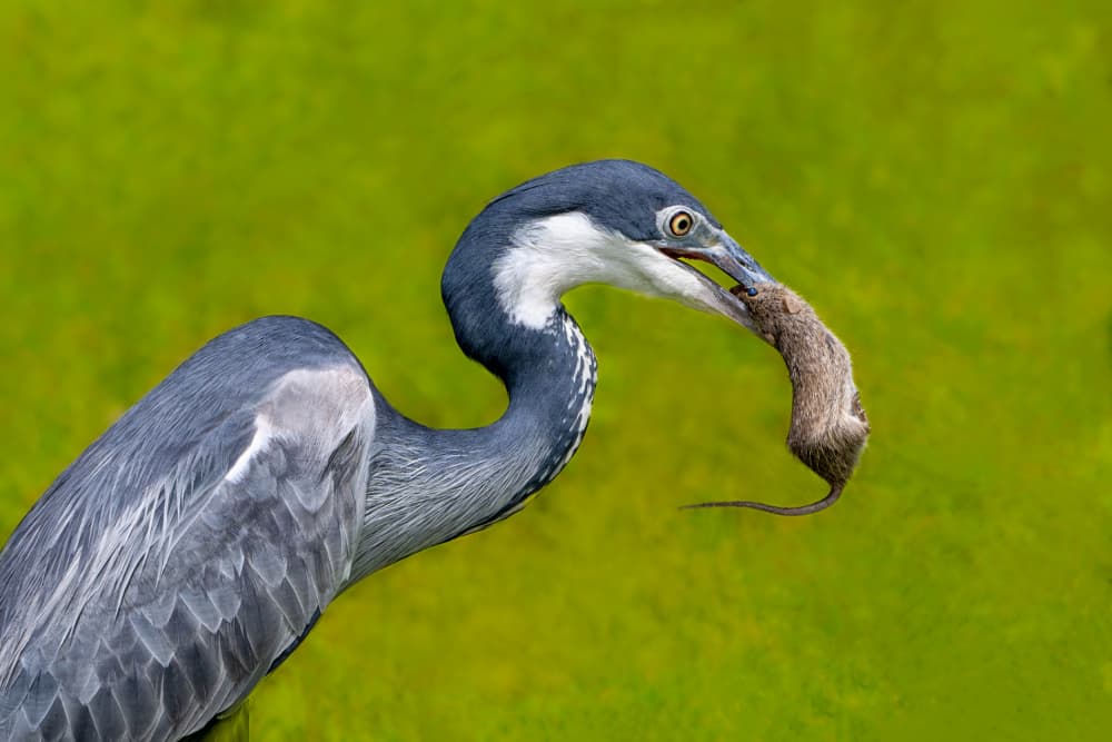 Heron Hunting Mouse by Jianping Yang — canvas wall art