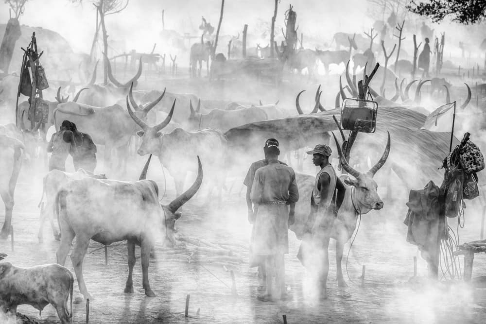 Misty African Cattle by Trevor Cole — canvas wall art