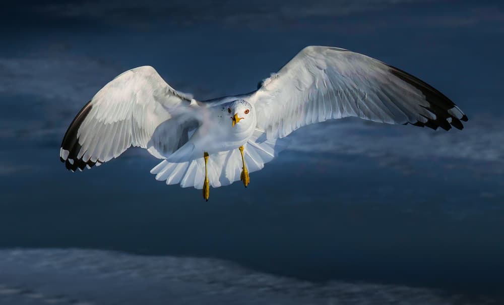 Dynamic Seagull Flight by Kenneth-Wei Zeng — canvas wall art