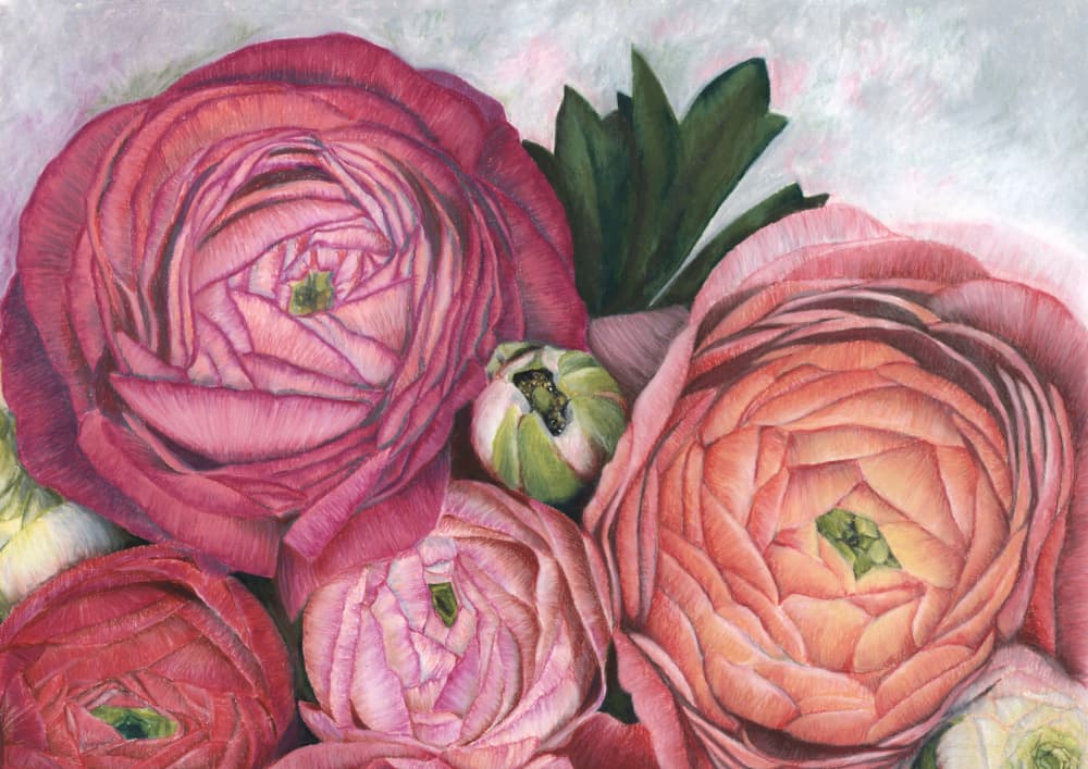 Pink Peach Ranunculus by Rosana Laiz Blursbyai — canvas wall art