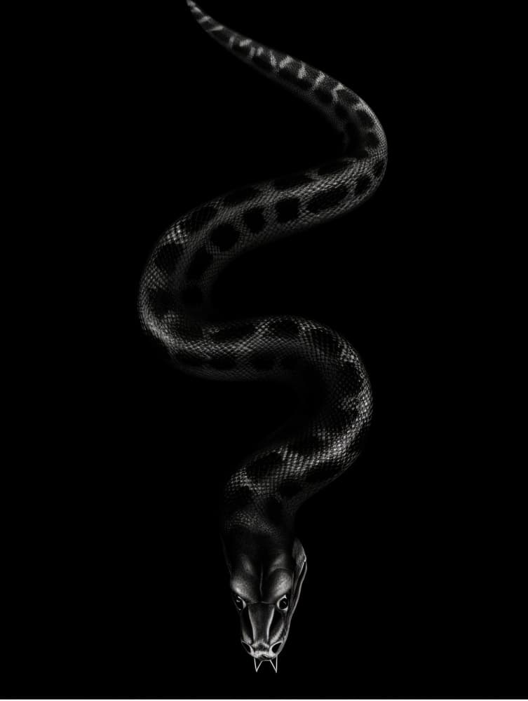 Menacing Viper by Bilge Paksoylu — canvas wall art