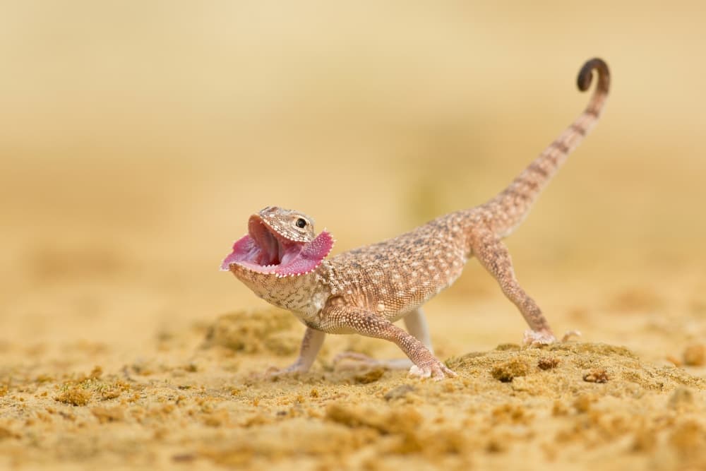 Curious Pink Throated Lizard by Milan Zygmunt — canvas wall art
