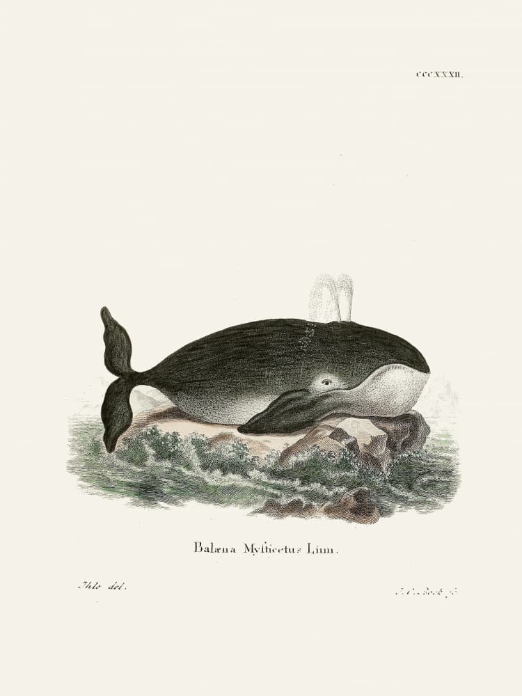 Bowhead Whale By Johann Christian Daniel Von Schreber. by Johann Christian Daniel Von Schreber — canvas wall art