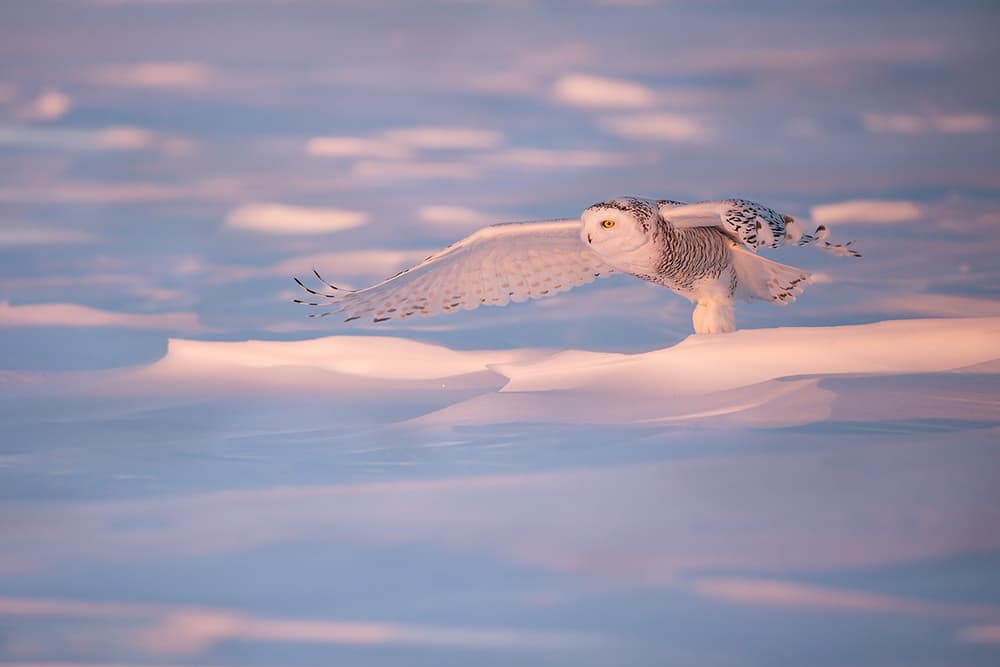Snowy Owl Takes Flight by Marco Pozzi — canvas wall art