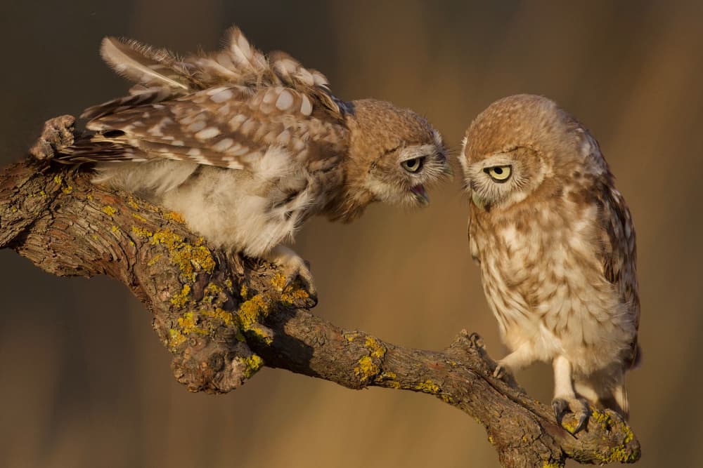 Funny Little Owls by David Manusevich — canvas wall art