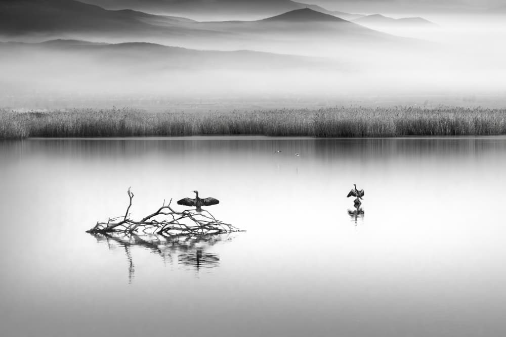 Serene Lake Cormorants by George Digalakis — canvas wall art