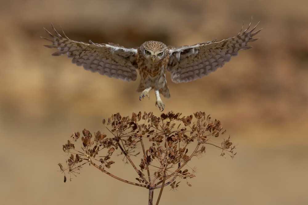 Little Owl Landing by David Manusevich — canvas wall art