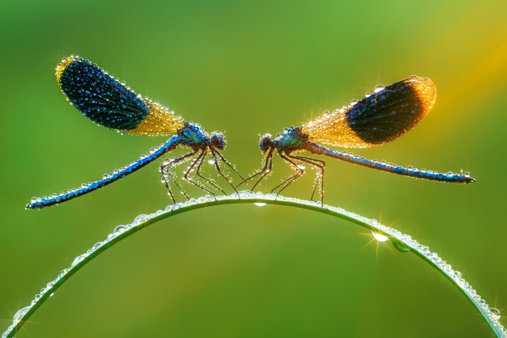 Golden Dewdrop Damselflies by Petar Sabol — canvas wall art