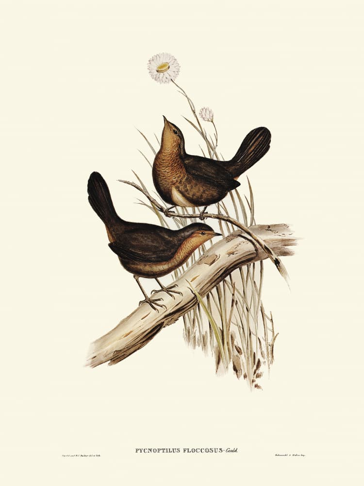 Downy Pycnoptilus by Elizabeth and John Gould — canvas wall art