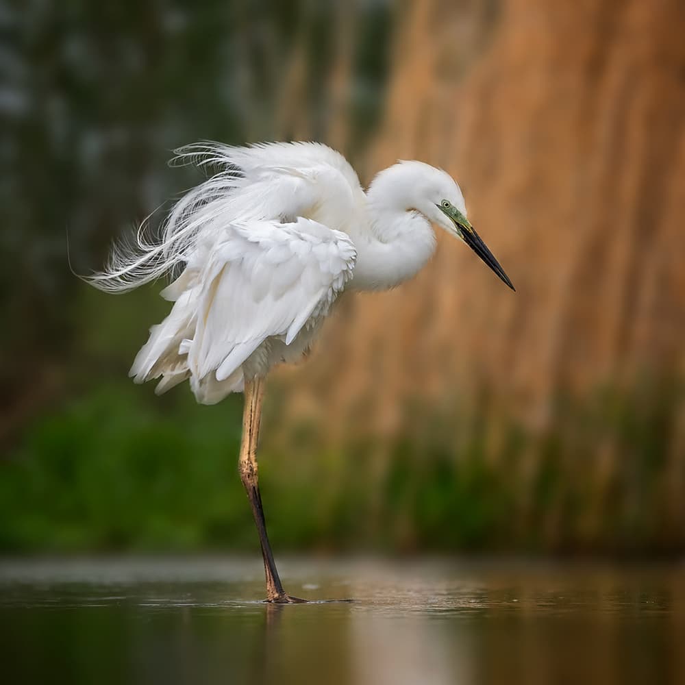 Elegant Egret Feathers by Annie Poreider — canvas wall art