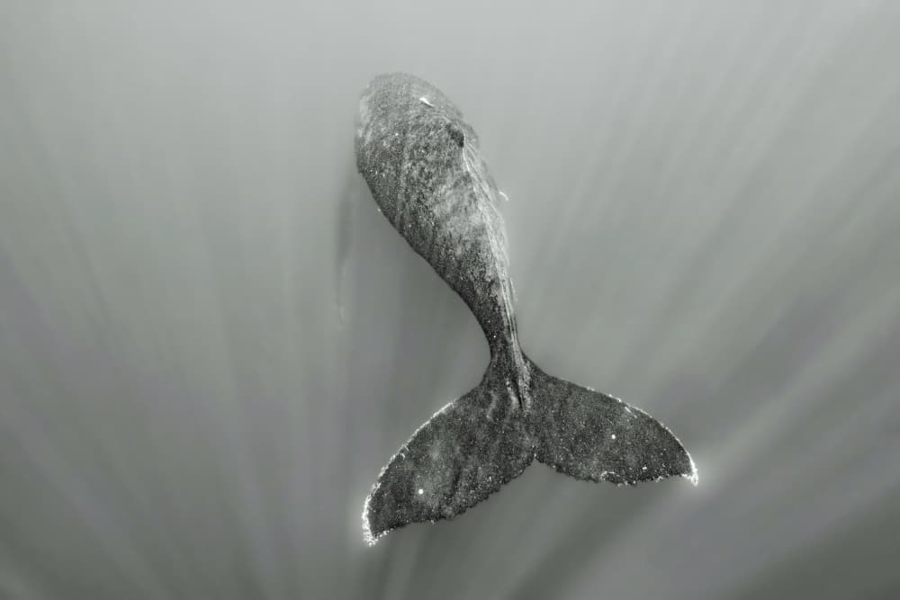 Whale In Sun Rays by Serge Melesan — canvas wall art