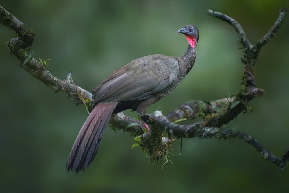 Red Throated Jungle Bird by Qing Zhao — canvas wall art