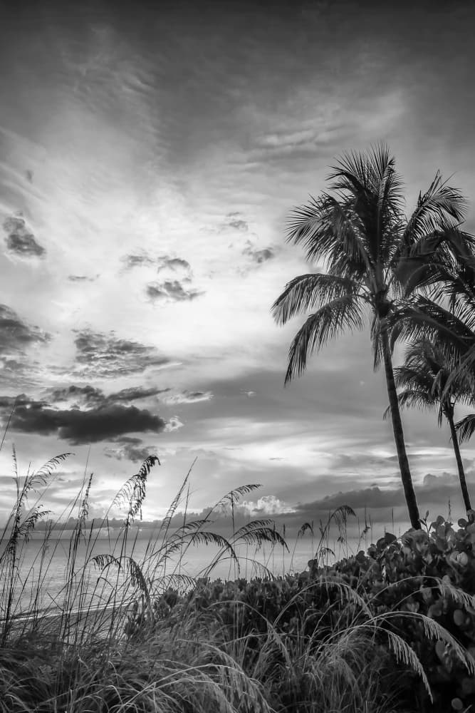 Dramatic Coastal Palms by Melanie Viola — canvas wall art