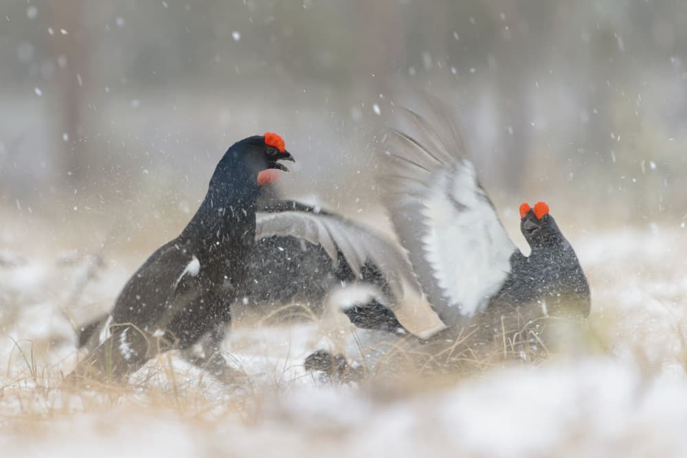 Black Grouse Snow Fight by The Jar - Geir Jartveit — canvas wall art