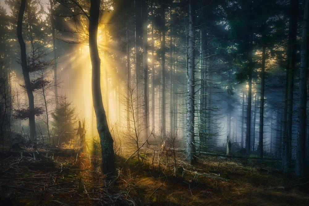 Misty Forest Sunbeams by Pawel Kado — canvas wall art
