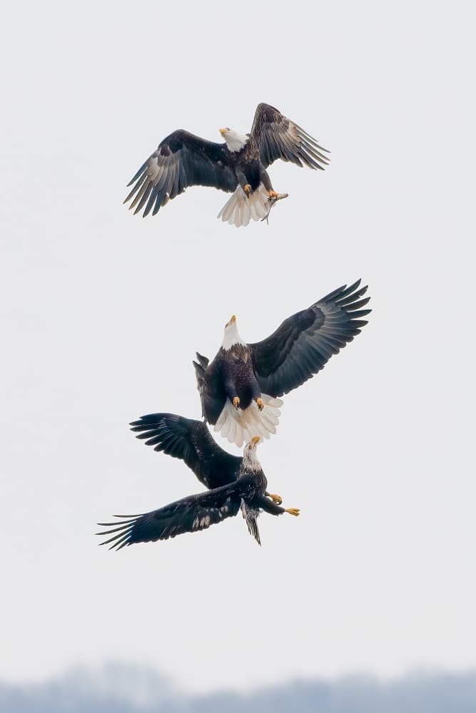 Eagles Aerial Pursuit by John Fan — canvas wall art