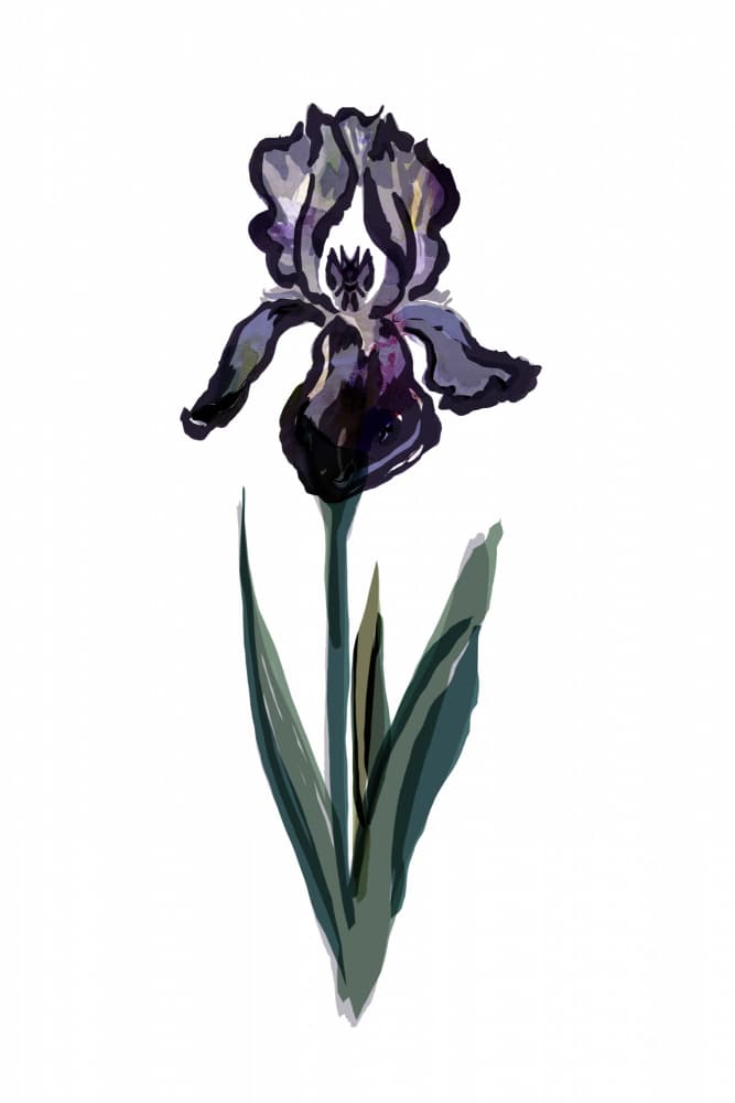 Midnight Bloom Iris 2 by casa cartissi — canvas wall art