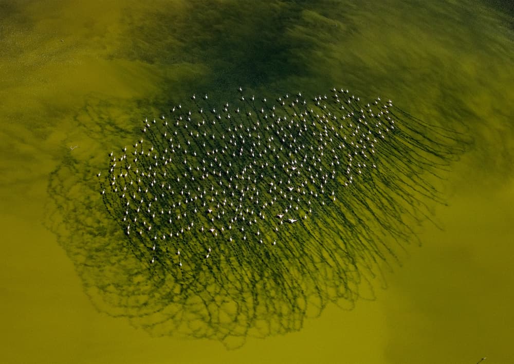 Swirling Flock Green Water by Jie Fischer — canvas wall art