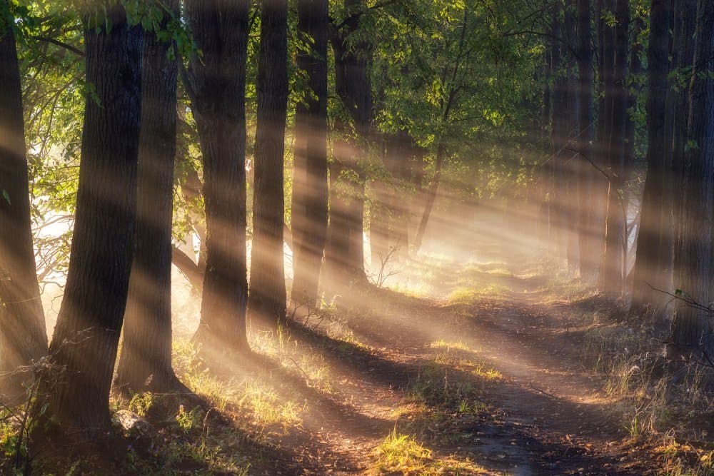 Enchanted Forest Path by Dmitry Doronin — canvas wall art