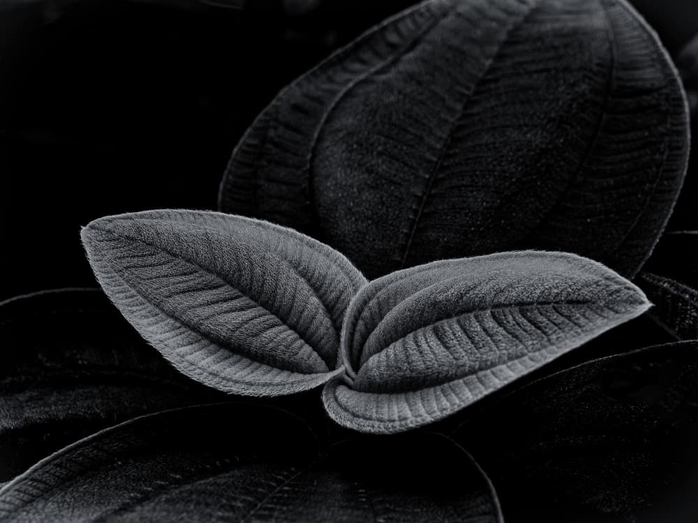 Dark Botanical Detail by Satoshi Hatsumori — canvas wall art